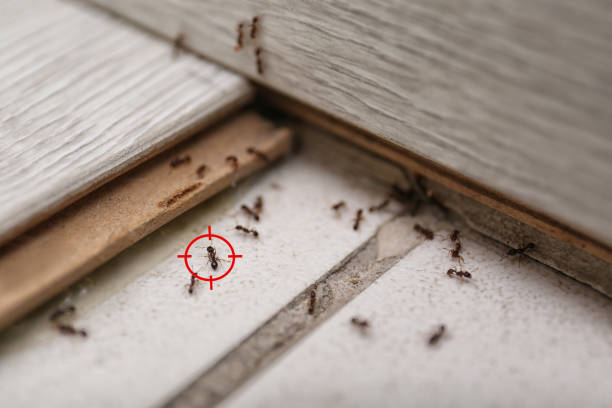  North Richland Hills, TX Pest Control Pros