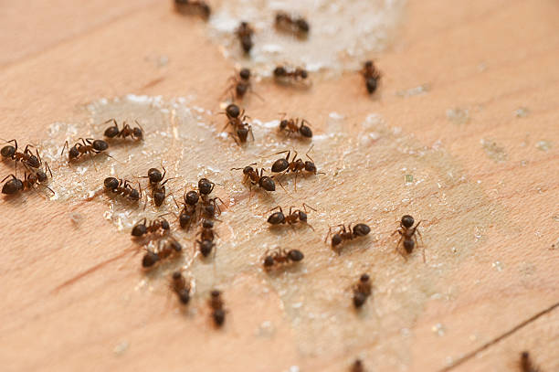 Best Wildlife Control Services  in North Richland Hills, TX