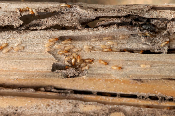 Best Pest Control Near Me  in North Richland Hills, TX