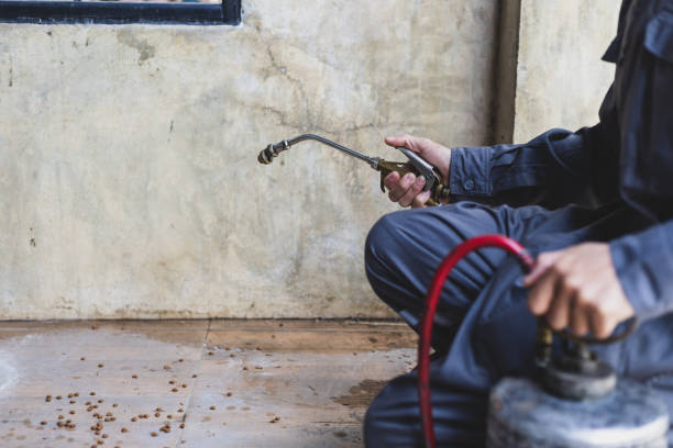 Best Local Pest Control Services  in North Richland Hills, TX
